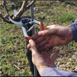 Felco One-hand pruning shear FELCO 13