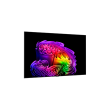 LG OLED 4K AI G6 TV OLED77G61LW 77